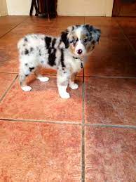 Pin By Kailuacl24 On Little Finny Mini Australian Shepherds Shepherd Puppies Aussie Puppies