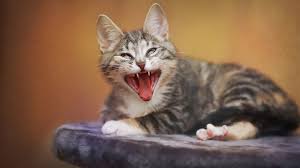 Image result for angry cats