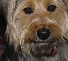 Just a dog expression