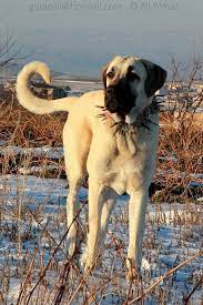 Anatolian Shepherd Dog Kangal Dogs From Central Turkey Kangal Dog Anatolian Shepherd Dog Anatolian Shepherd