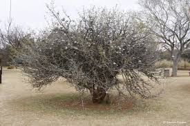 Image result for Gardenia volkensii