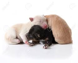 Maybe you would like to learn more about one of these? Adorable Newborn Pomeranian Puppy Dogs Lying On Top Of Eachother Stock Photo Picture And Royalty Free Image Image 5909222