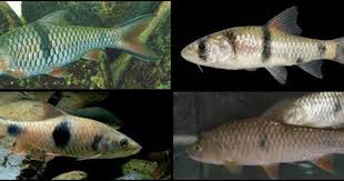 Hal yang pertama yang harus diperhatikan adalah pemilihan warna pada bulu ayam. Tips Jitu Memancing Hampala Dengan Teknik Casting