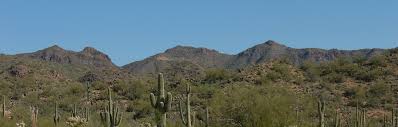 Relocate your saguaro successfully with the experts at saguarocactus.com. Saguaro Black Market Saguaro Cactus