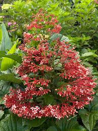 Image result for Clerodendrum poggei