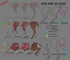 Learn how to draw a deer by identifying six key muscles that make prominent bumps and landmarks on the body. Deer Hind Leg Study By Deertush Deer Drawing Deer Deer Sketch