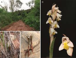 Image result for Zeuxine elongata