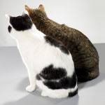 In the united states, several laboratories perform commercial brca1, brca2, and palb2 testing, including myriad genetic laboratories, ambry genetics, and genedx. Basepaws 99 Cat Dna Test Tells You What S Truly Wrong With Your Cat Wired