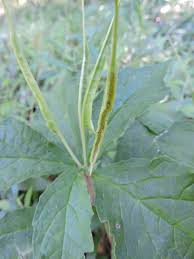 Image result for Dorstenia psilurus