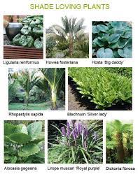 Favourite Shade Loving Plants Shade Loving Plants Garden Landscape Design Plants