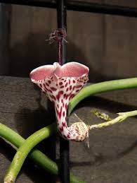 Image result for Ceropegia haygarthii