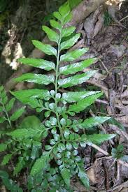 Image result for Asplenium laurentii