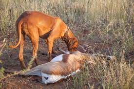 Er wurde und wird noch immer zu großwildjagd verwendet. Jagd Mit Rhodesian Ridgebacks Jagdreisen