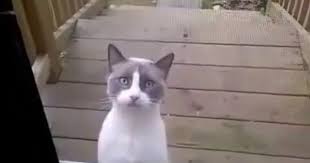 Kufur Eden Kedi 2017 Youtube Kedi Hayvanlar Youtube