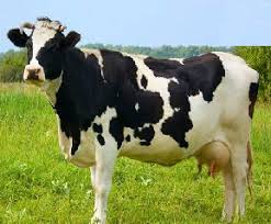 Cows Meaning In Hindi Spanish Tamil Telugu Malayalam Urdu Kannada Name Gujarati In Marathi Indian Name Marathi Tamil English Other Names Called As Translation Pocket News Alert