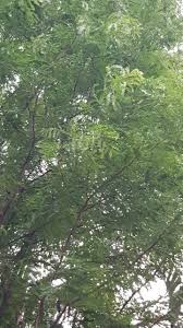 Image result for Acacia davyi