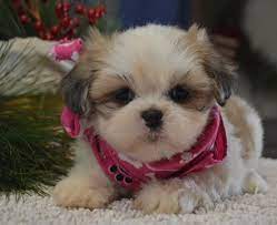 Lhasa Apso Puppy For Sale In Tucson Az Adn 54914 On Puppyfinder Com Gender Female Age 8 Weeks Old Lhasa Apso Puppies Lhasa Apso Puppies For Sale