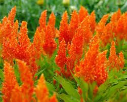This Item Is Unavailable Etsy Celosia Flower Annual Flowers Planting Flowers