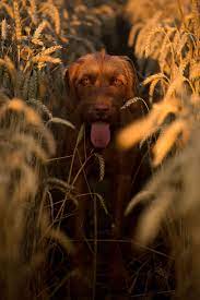 pin on vizsla