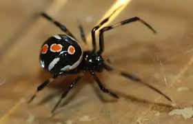 At the start of the maturation period, a black widow baby has a white and metallic mahogany hue with a stripe in the middle and diagonal streaks on its sides. What Do Baby Black Widow Spiders Look Like Quora