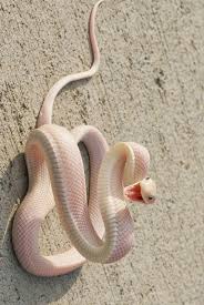 Pink Snake Pink Snake Snake Lovers Snake