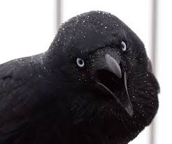 Black Bird With Black Beak And Black Eyes Australian Raven With Beak Open Mid Squawk Light Dusting Of Snow Closeup Raven Crows Ravens Black Bird