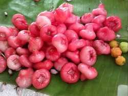 The mountain rose apple tree was first recognized in the late 1950's in airlie, oregon. Deals On Water Rose Apple 10 Seeds Compare Prices Shop Online Pricecheck