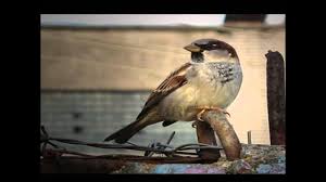 Learn vocabulary, terms and more with flashcards, games and other study tools. Burung Pipit In English