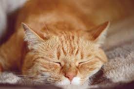 Solid orange simply is not a color trait found in cats. The Orange Tabby Cat 8 Fun Facts Catster