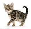 Dark Brown Tabby Cat