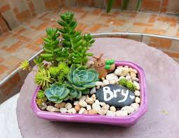 Craft Mnl Maker Profiles Meet Succulent Dish Garden Designer Dish Garden Succulents Garden