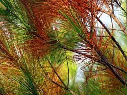 Keep the pine needle mulch around 3 to 4 inches deep. Do Pine Trees And Pine Needles Make Soil More Acidic Unh Extension