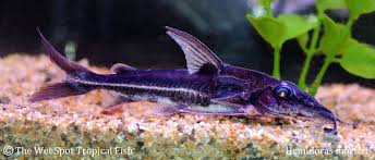 Hemidoras Morrisi Green Turushuki Cat Cool Fish Aquarium Fish Aquarium Catfish