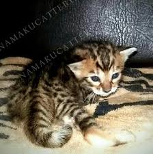 Kucing bengal sendiri merupakan hasil dari pengembangan genetik dari seorang ilmuwan bernama dr. Terjual Jual Anak Kucing Bengal Kaskus