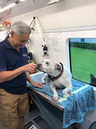 Healthcare clinic urgent care center. Pet Dental Care
