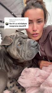 Smallest Mastiff Breed