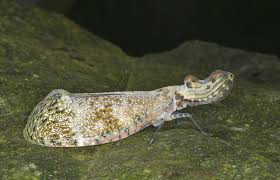 There is a little doubt about it. Amazon Rainforest Animals What Animals Live In The Rainforest