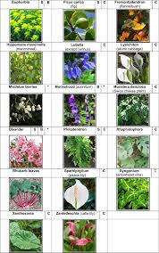 These include, but are not limited to: Ubiquitous Euphorbia Is Anything But Euphoria For The Eye A Reminder To Get Any Area Of Contact With The Toxic Sap Under The Tap Eye