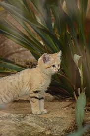 A Lyon Quatre Chatons Des Sables Une Espece Peu Connue Sont Nes Au Zoo De La Tete D Or Chat Des Sables Chaton Zoo