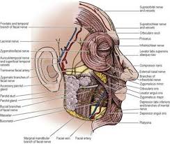 Meaning of modiolus medical term. Modiolus Of Mouth