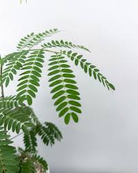 Image result for Parkia