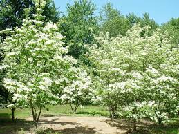 I fiori si rivolgono a drupe di bacche che iniziano fuori. Pianta Da Giardino Con Fiori Bianchi