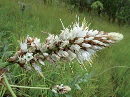 Image result for Chlorophytum macrosporum