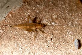 Image result for Ochthocharis