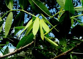 Freixo, folha urtiga branca, planta. Jardim Botanico Utad Fraxinus Angustifolia Subesp Angustifolia
