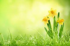 The Meaning Of The Daffodil Flower Daffodils Daffodil Flower Flower Meanings
