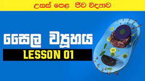 Maybe you would like to learn more about one of these? Cell Structure In Sinhala à·ƒ à¶½ à·€ à¶º à·„à¶º Biology Sinhala Lessons Youtube
