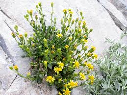 Image result for Senecio ruwenzoriensis
