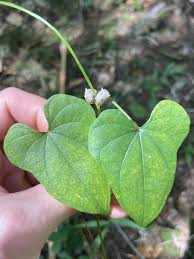 Image result for Polystachya pamelae