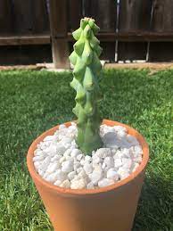 Because cactuses have needles, animals cannot touch the plant in. Does Anyone Know How To Propagate A Boob Cactus Cactus